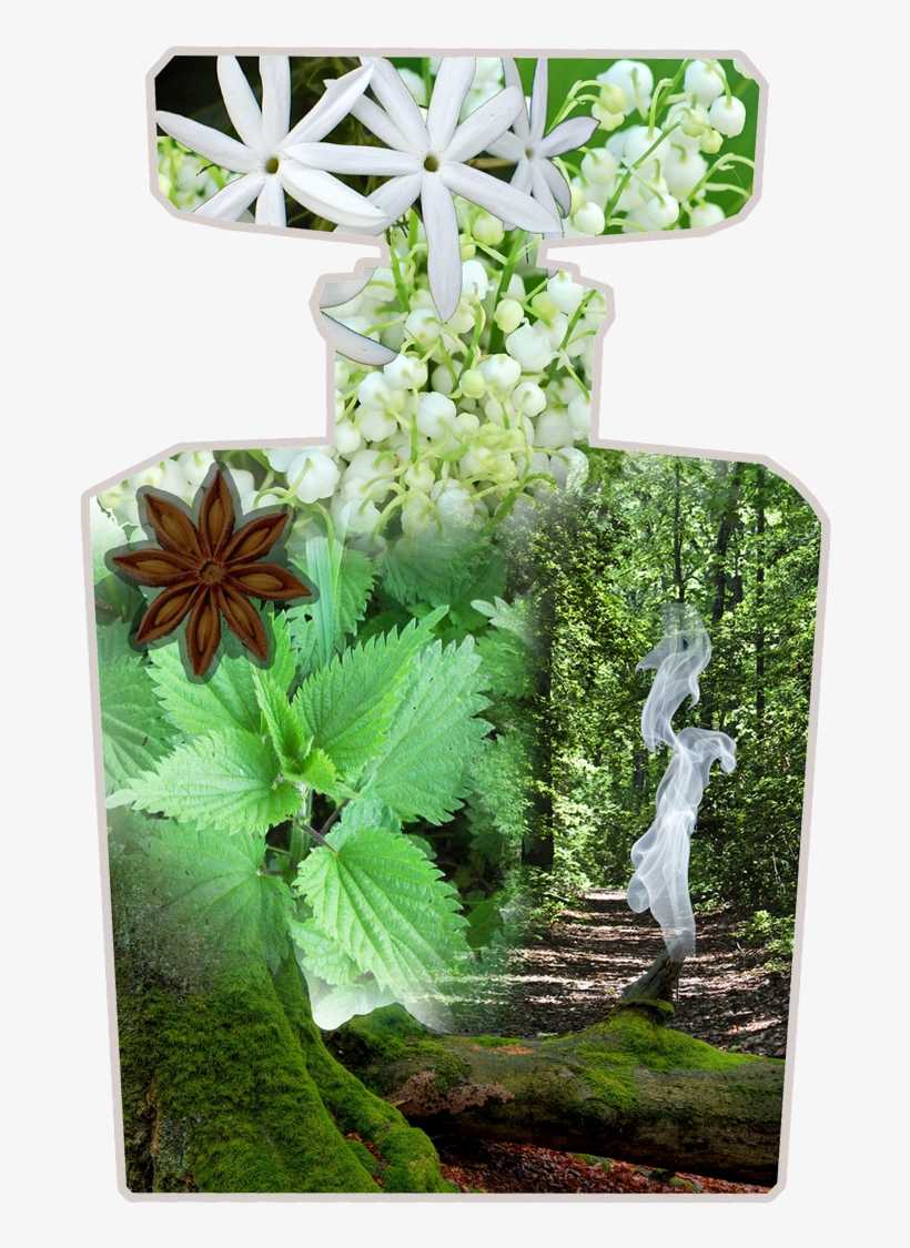 What, A Watcher Asks, Distinguishes One Moth From Another - Jasmine Flower, transparent png #5894069