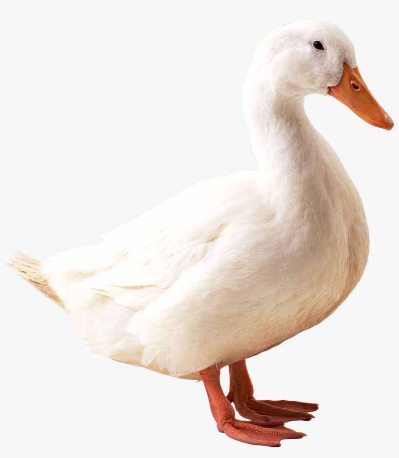 Goose Png - Duck Png, transparent png #5895675
