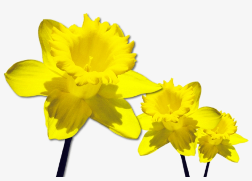 Free Png Daffodils Free Download Png Png Images Transparent - Daffodils Png, transparent png #5896810