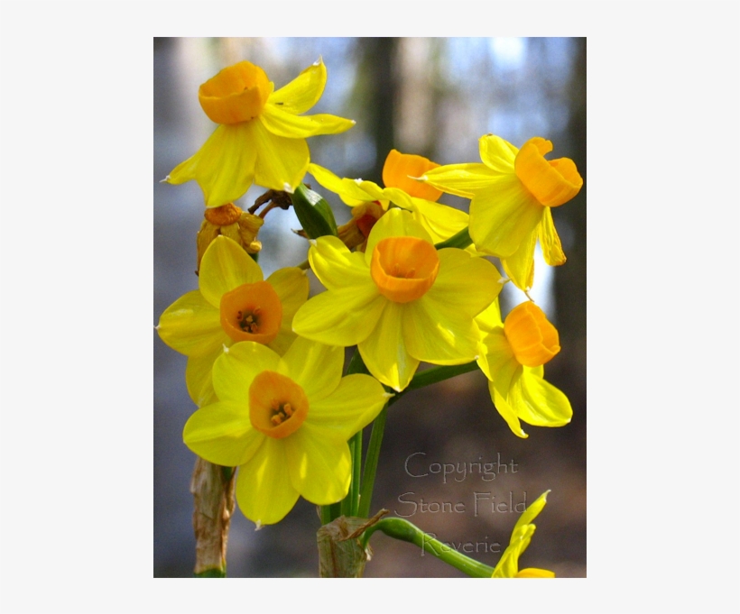 Mercer Narcissus - Paperwhite, transparent png #5896903
