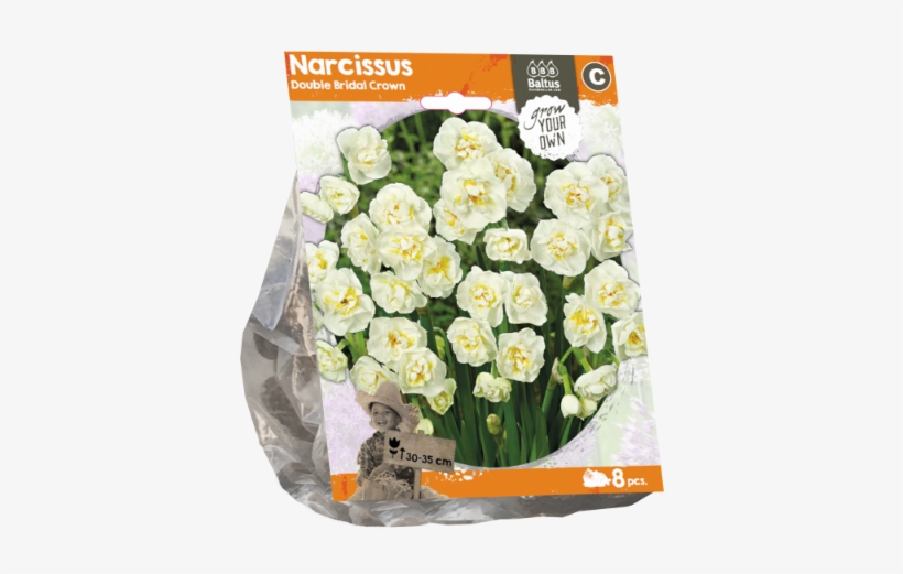 Narcissus Double Bridal Crown Per - Petticoat Daffodil, transparent png #5897325