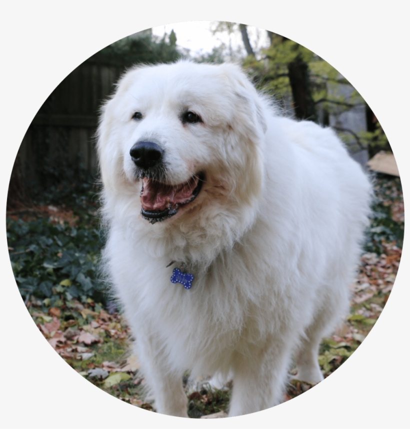 Chilly Willy - Great Pyrenees, transparent png #5898918