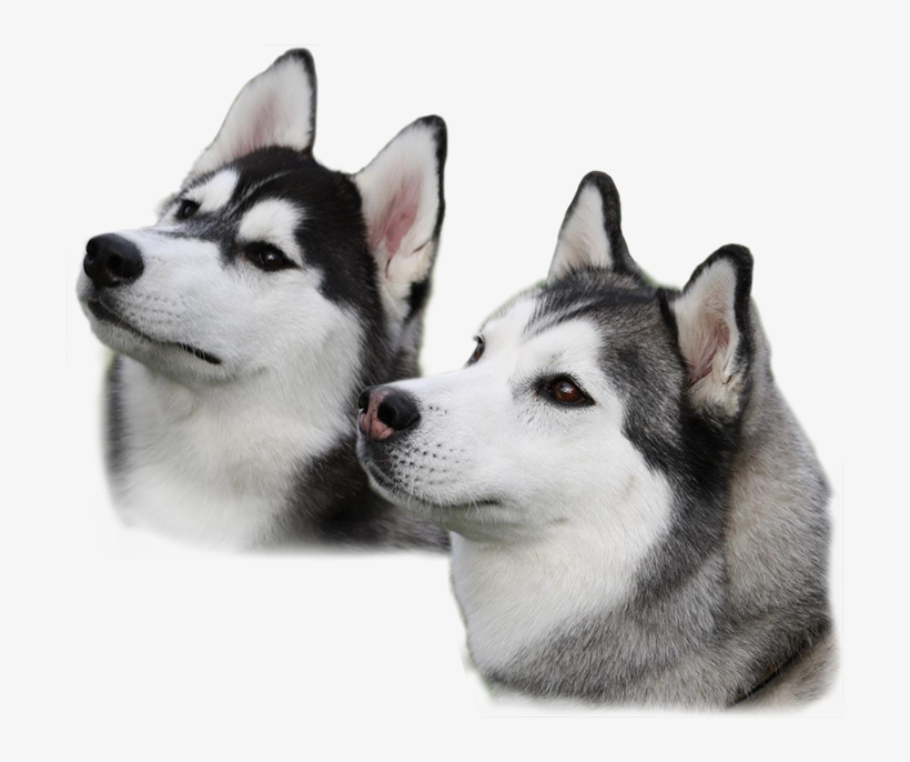 Husky Png, transparent png #590232