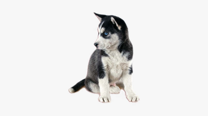 Peri Thepurplefeathers Posted This - Siberian Husky, transparent png #590275