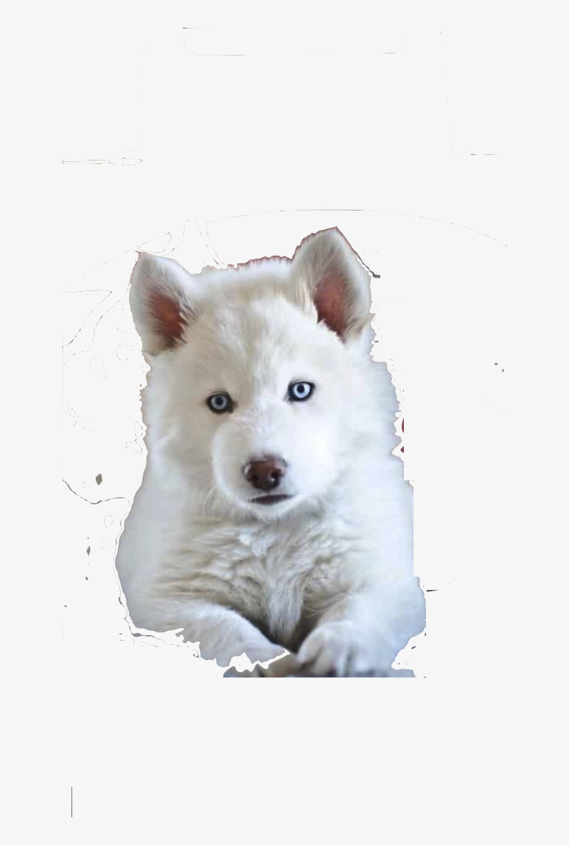 White Siberian Husky Siberian Husky Puppies - Husky Siberiano Blanco Ojos Azules Cachorro, transparent png #590443