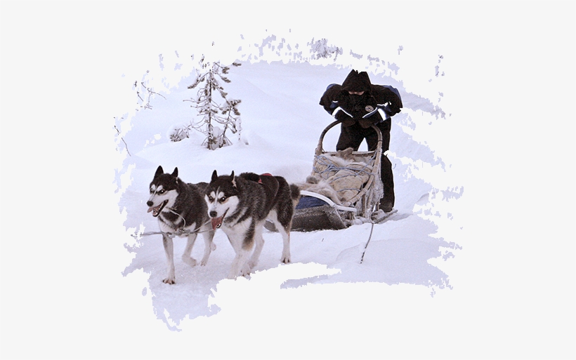5 Day<br>expedition - Sled Dog Racing, transparent png #590482