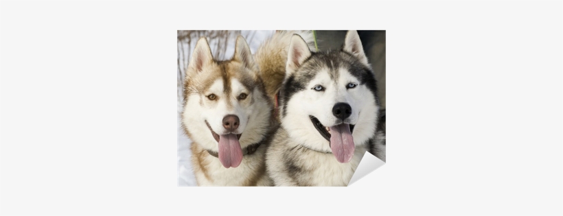 Phân Biệt Husky Và Alaska, transparent png #590509