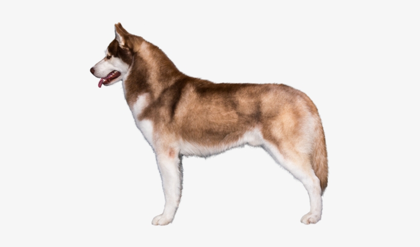 Profile Of Siberian Husky - Dog, transparent png #590624