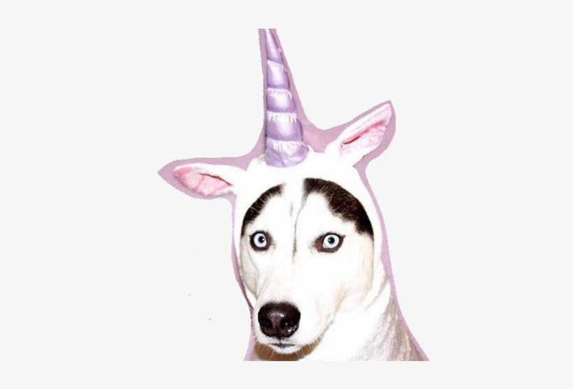 177 Images About Pngs All On We Heart It - Huskies In Unicorn Costume, transparent png #590693