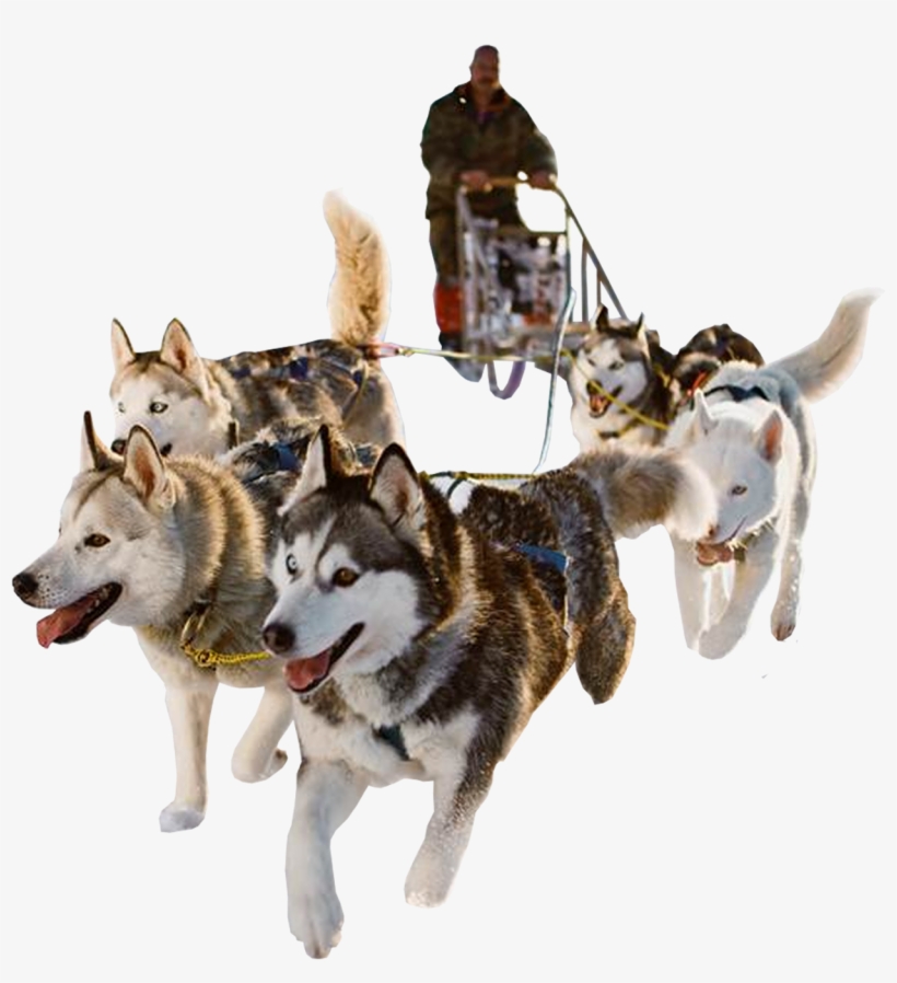 Sled Dog Png Hd Transparent Sled Dog Hd - Sanie Trasa De Caini, transparent png #590722