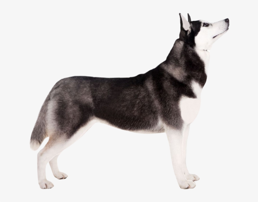 Siberian Husky 19 Oct 2018 Anjing Png Free Transparent Png