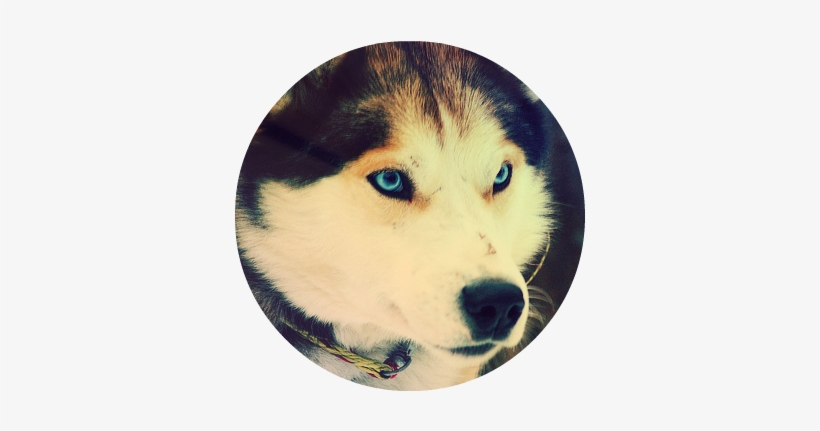 26430 Cute Husky - Red Wolf Husky Hybrid, transparent png #590750