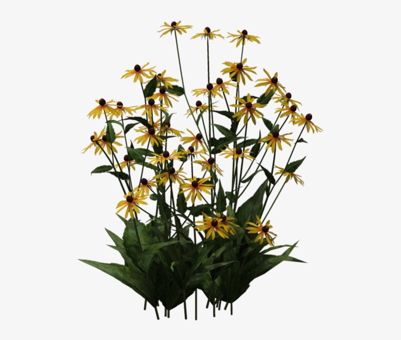 Black-eyed Susan 01 By Wolverine041269 - Black Eyed Susan Png, transparent png #590773