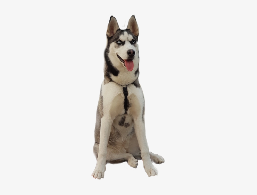 Sticker Challenge Husky Animaleye Dog - Dog, transparent png #590867
