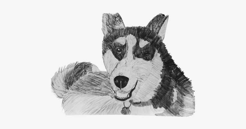 Husky - Siberian Husky, transparent png #591036