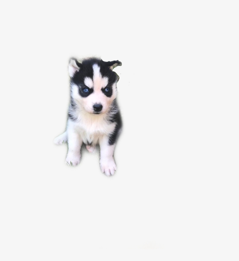 Siberian Husky, transparent png #591290