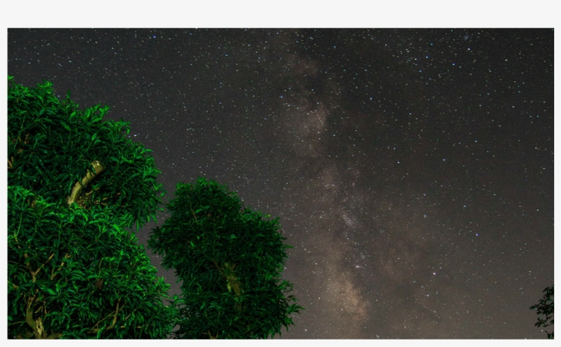 Tree, transparent png #591547
