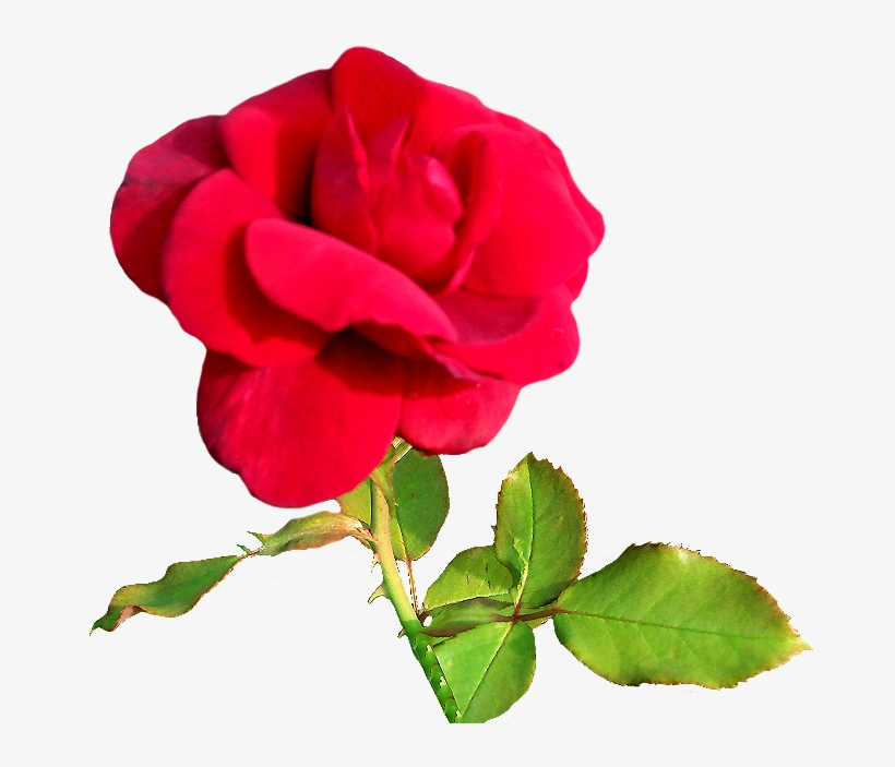 Rose Clipart Rosebud Pink - Love You Pink Rose Heart Images Gif, transparent png #591801