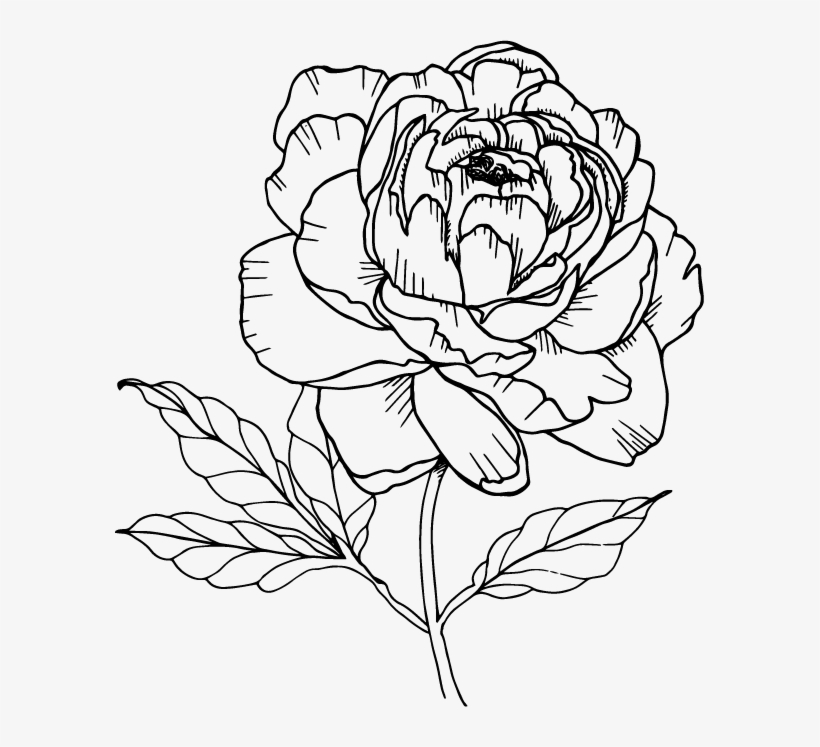 Single Peony Flower Illustraiton, transparent png #592010