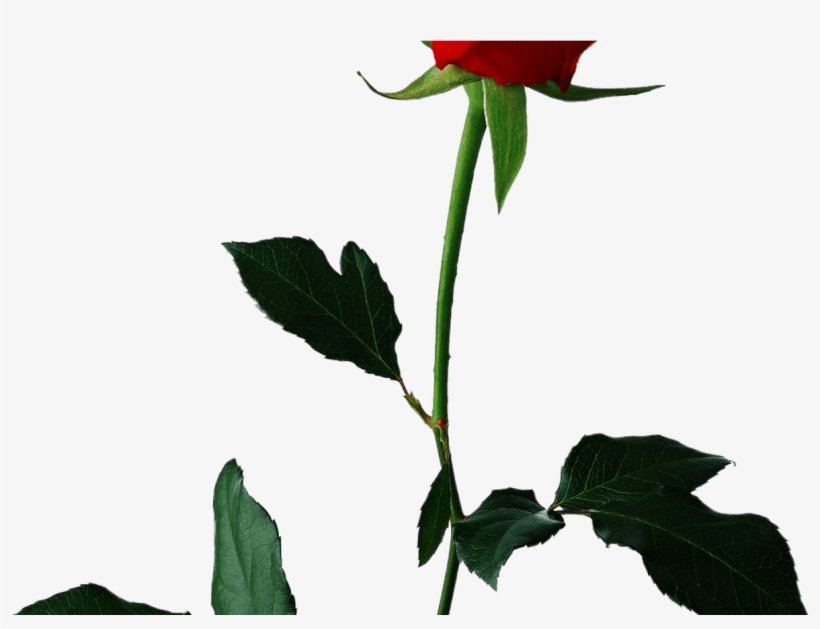 Single Red Rose Transparent Background Png Mart - Roses With Transparent Background, transparent png #592187