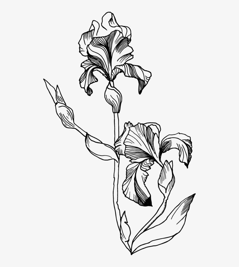 Single Iris Flower Illustration, transparent png #592305