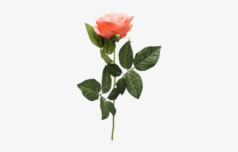 Single Rose Stem Orange - Orange Long Stem Rose Png, transparent png #592311
