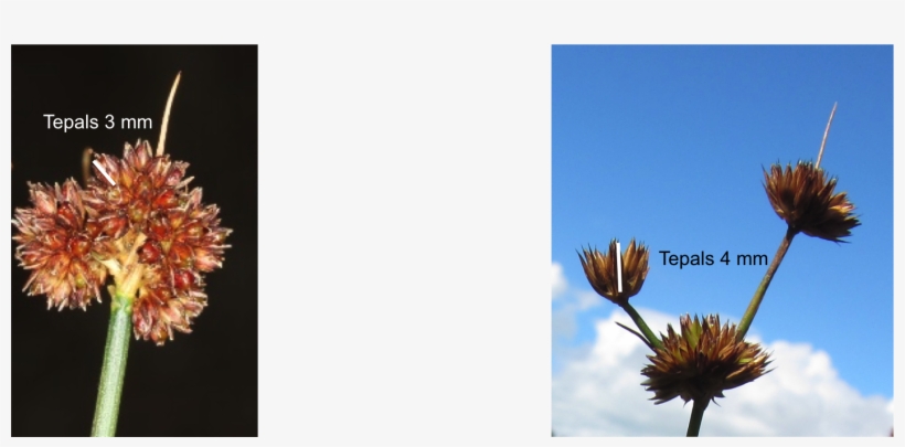 Download Original Image - Artificial Flower, transparent png #592684