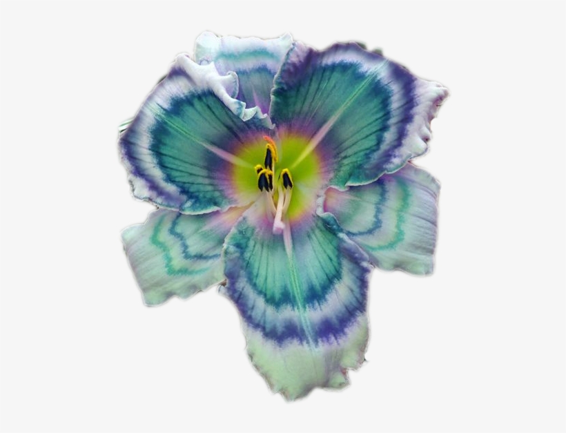Flower, transparent png #592706