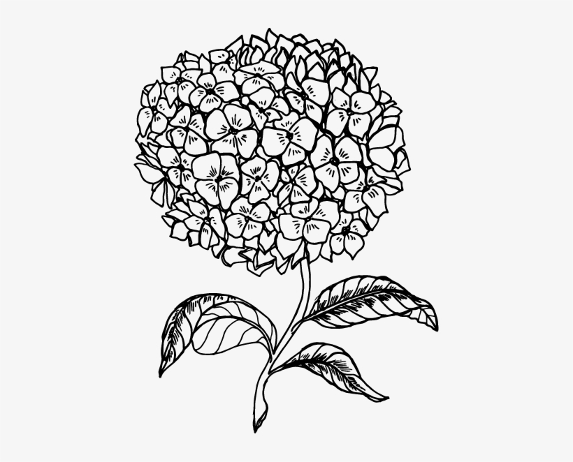Hydrangea Single Flower Illustration, transparent png #592830