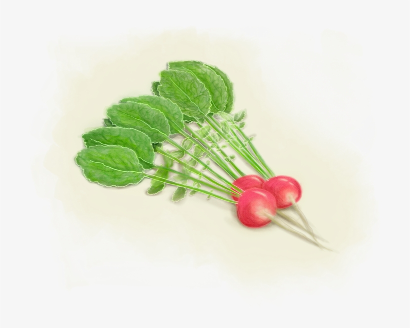 Raddish - Floral Design, transparent png #593292