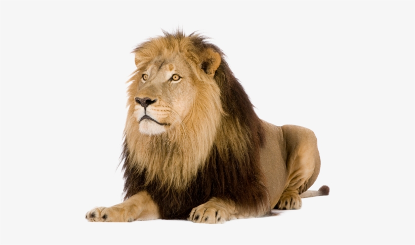Best Picture Of Lion, transparent png #593321