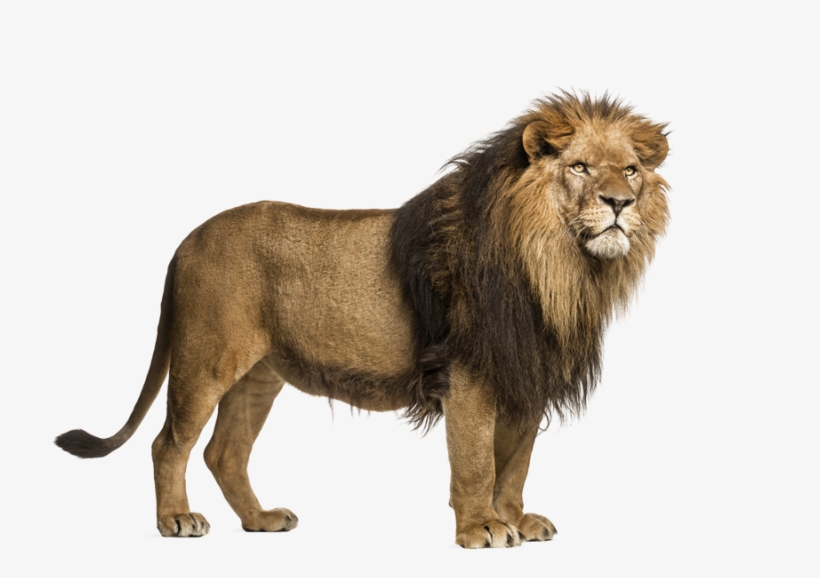 Png Images All File - Lion With A Transparent Background, transparent png #593470