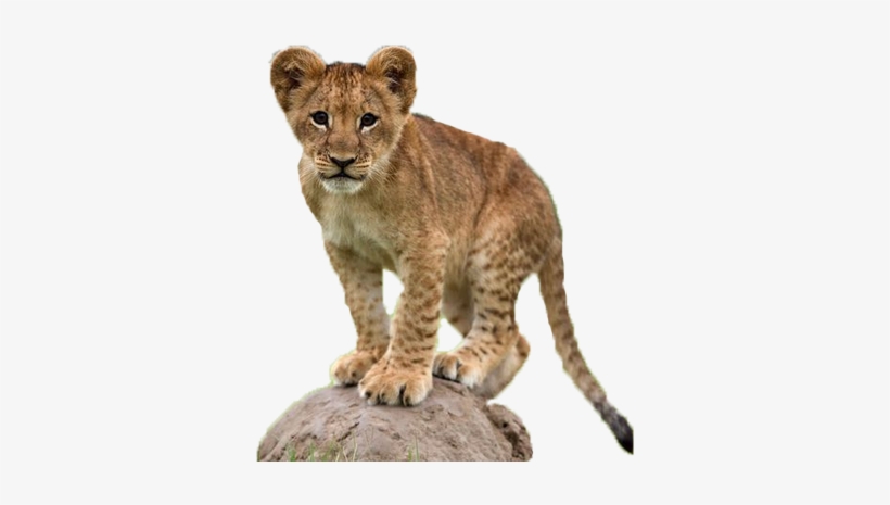 Lion Png Playful Lion Cub At The Foomart - Leão Bebe, transparent png #593655