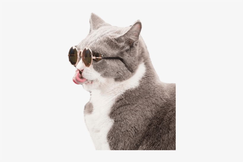 Cool Cat Sunnies - Transparent Image Of Cat, transparent png #595420