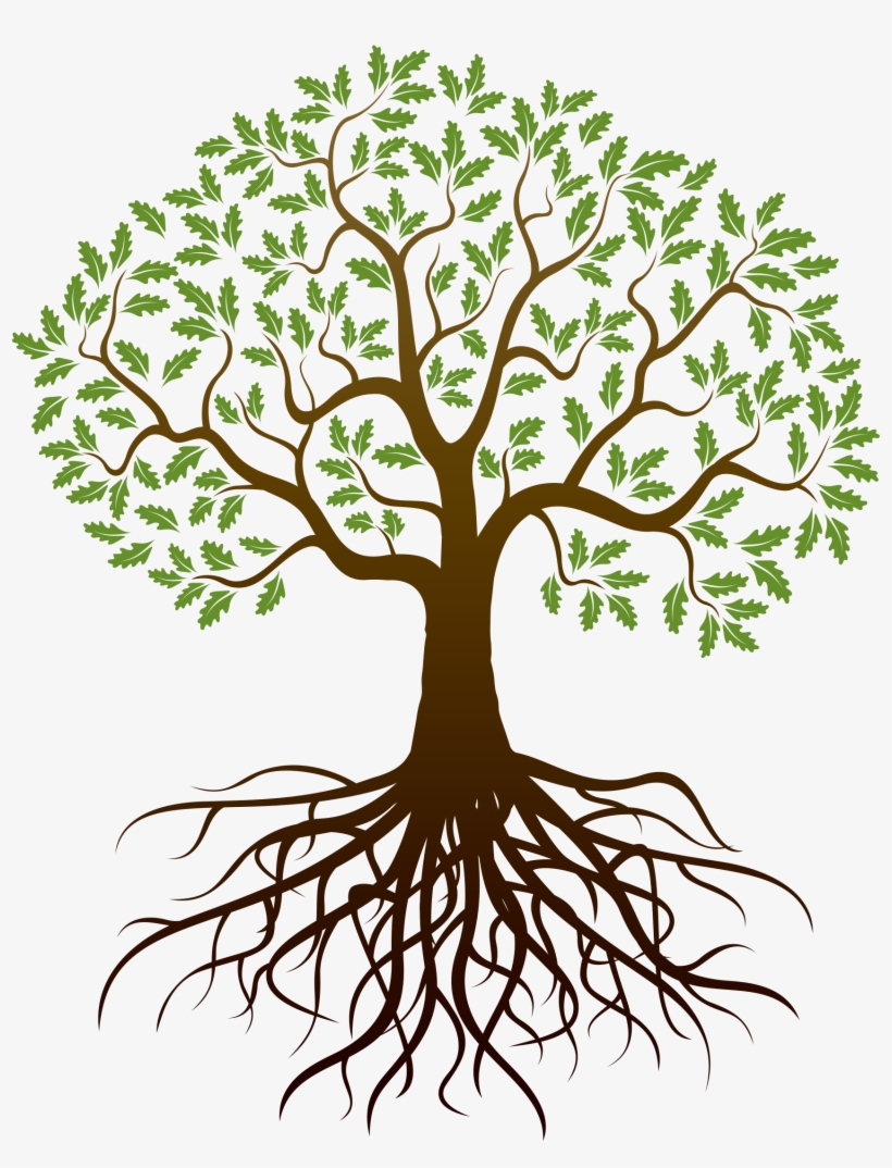 Drawing Tree Root - Arbol Con Raices Dibujo, transparent png #595509