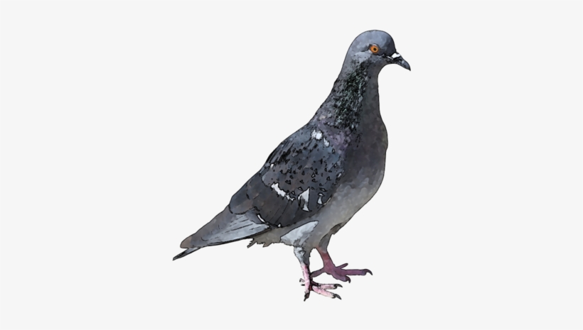 Http - //webclipart - About - Com/od/birdorigina1/ss/ - Pigeon Mites, transparent png #595898