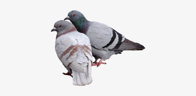 Pigeon Png Pic - Pigeons Png, transparent png #596122