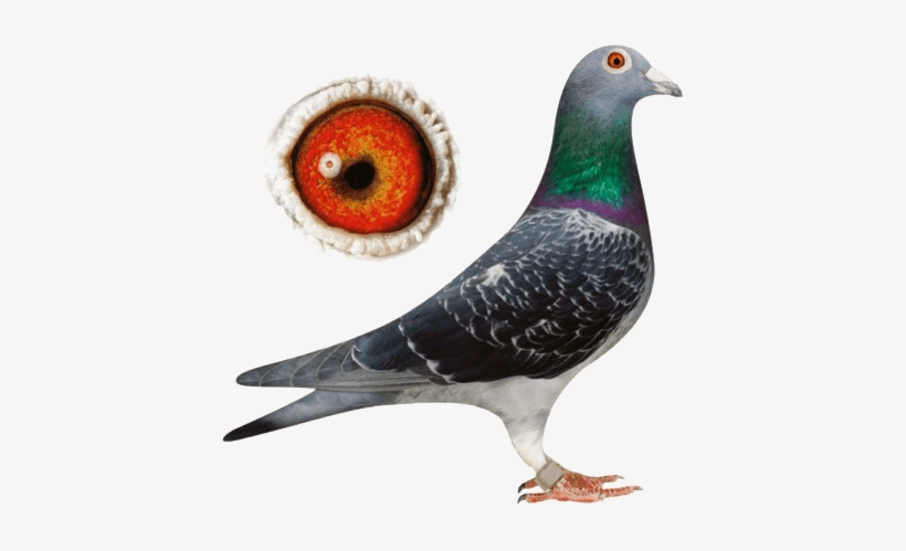 Types Of Pigeons Nicefarming Com - Racing Pigeon Png, transparent png #596144