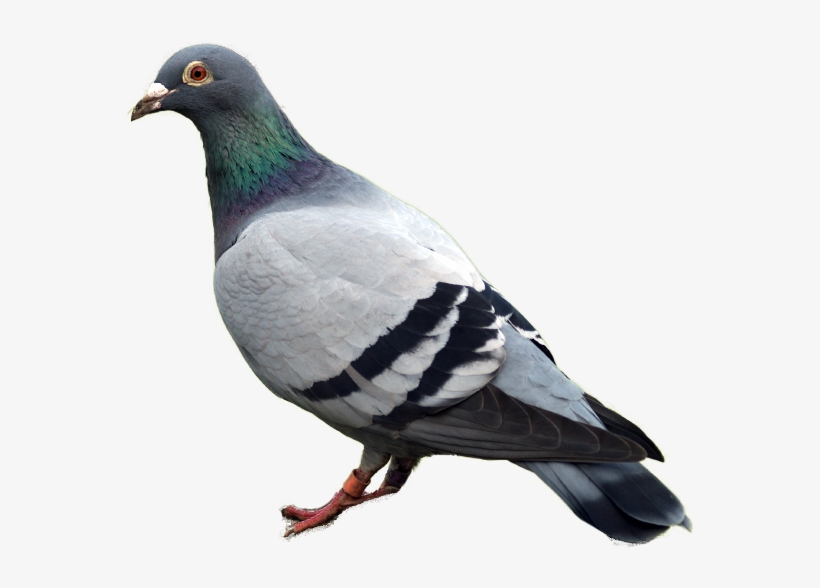 Best Free Pigeon Png Clipart - Pigeon Png, transparent png #596147