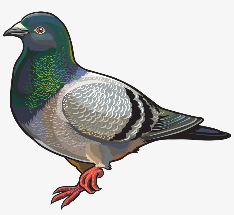Pigeon Png Clipart - Destinationvinyl 2 X 10cm/100mm Pigeon Vinyl Sticker, transparent png #596188