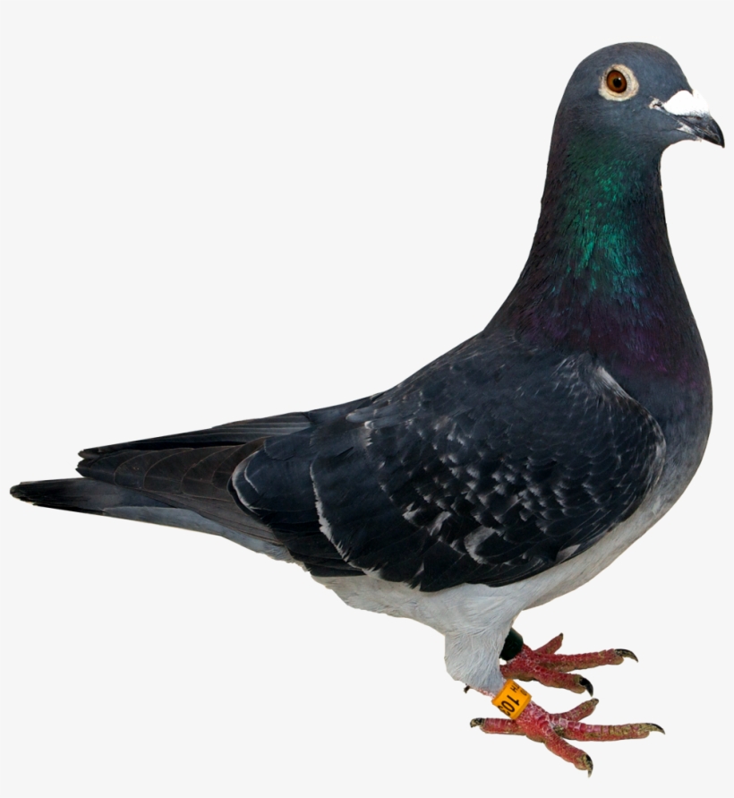 Pigeon Png - Pigeon Png Transparent, transparent png #596212