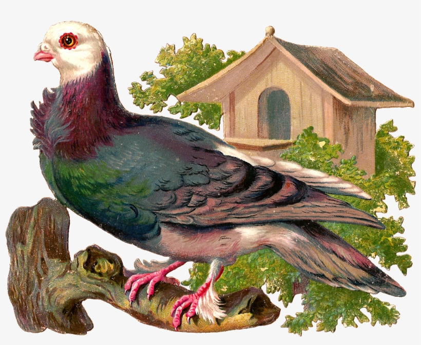 Today We Have A Pigeon Standing On A Limb - Clip Art, transparent png #596235
