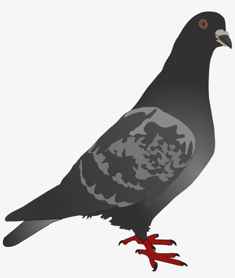 Columbidae English Carrier Pigeon Homing Pigeon American - Pigeon Clip Art Png Black And White, transparent png #596397