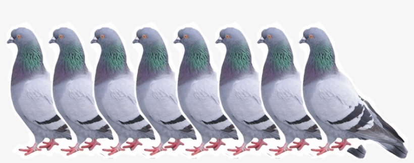 Justin Wischik - Pigeon, transparent png #596415