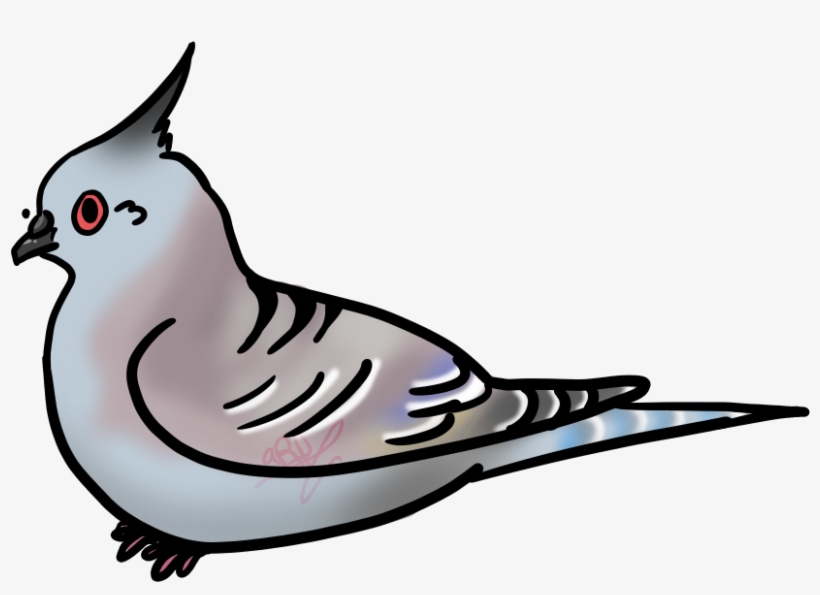 Pigeon Art - Crested Pigeon Drawing, transparent png #596639