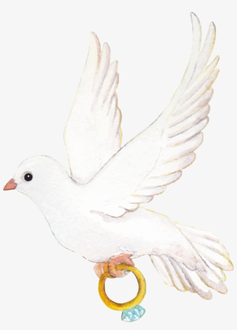 Snitch Vector Pigeon Wing - White Pigeon Wedding Png, transparent png #596681