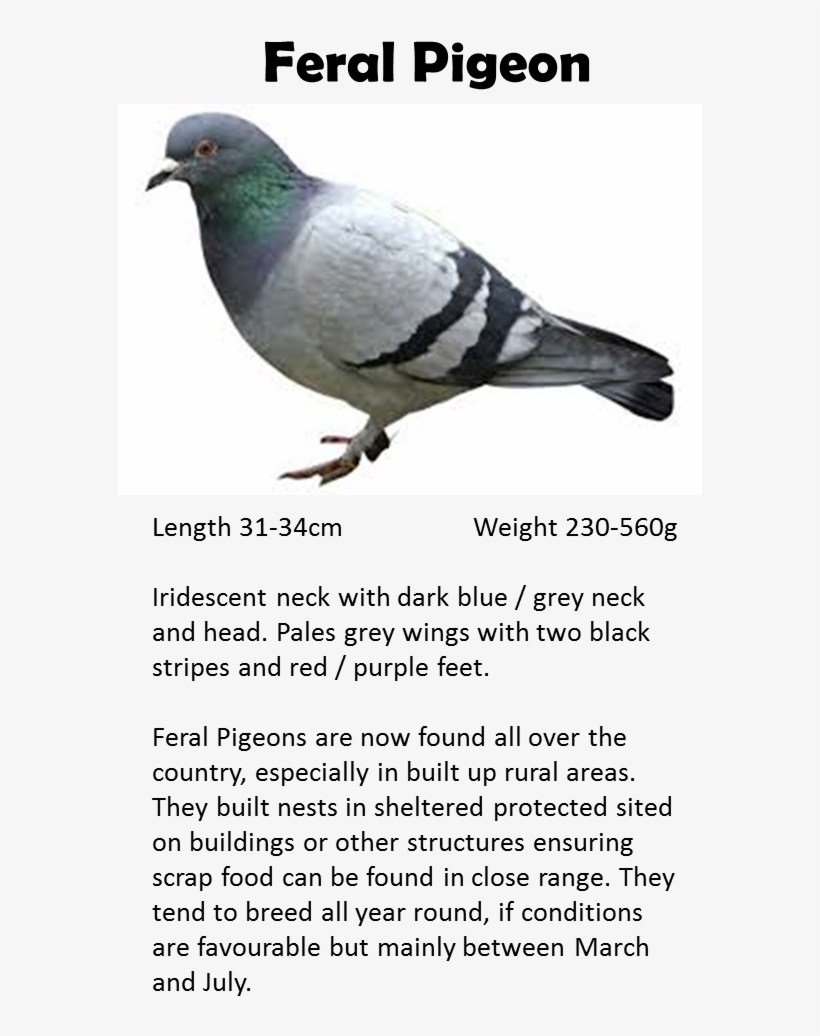 Pigeon - Stock Dove, transparent png #596744