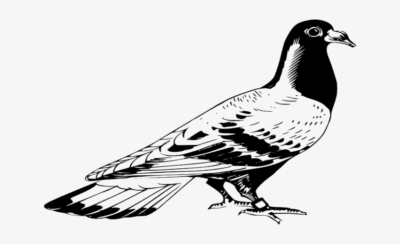 Drawn Pidgeons Clipart - Pigeon Black And White Drawing, transparent png #596746