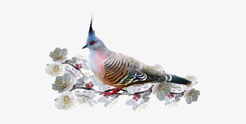 Bird, Pigeon, Blossom, Nature, Spring - Bird, transparent png #596806