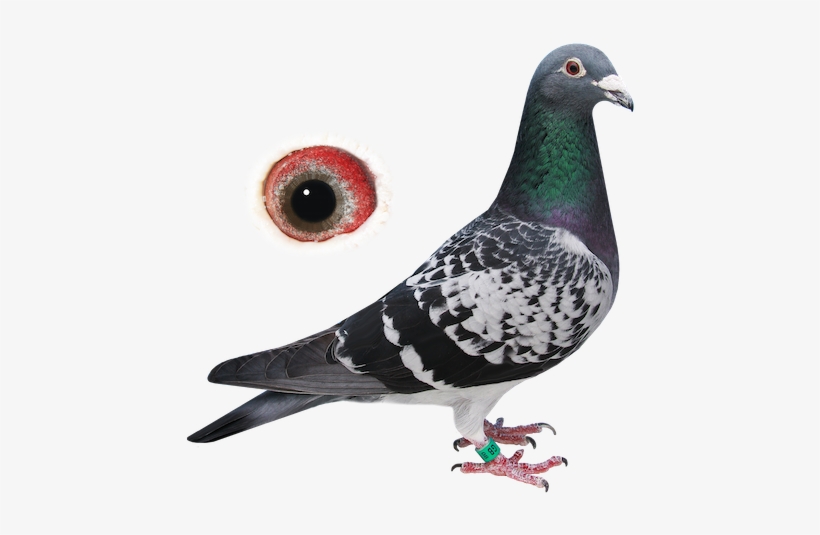 > - Rock Dove, transparent png #596849